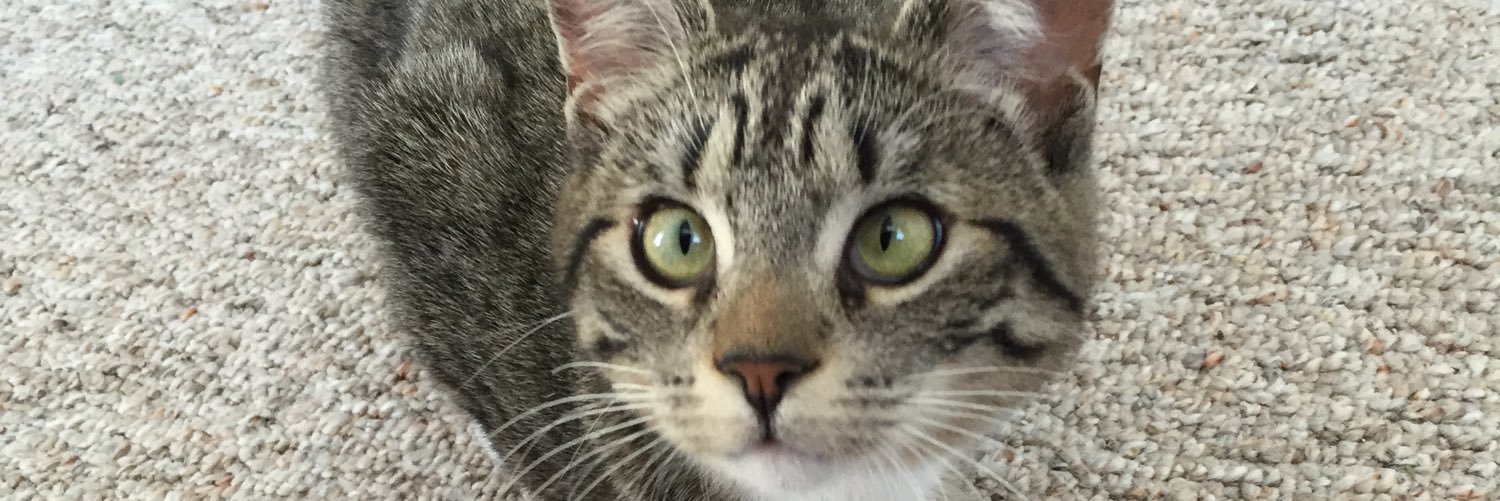 Elite4Chantel's profile banner image