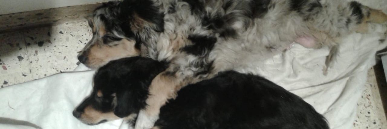 Franco banner