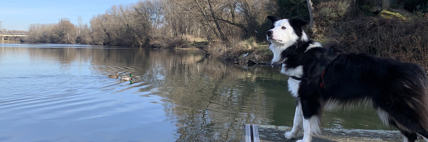 🏛🏋️‍♀️🐶🎯👨‍👩‍👦 🍋📈 banner