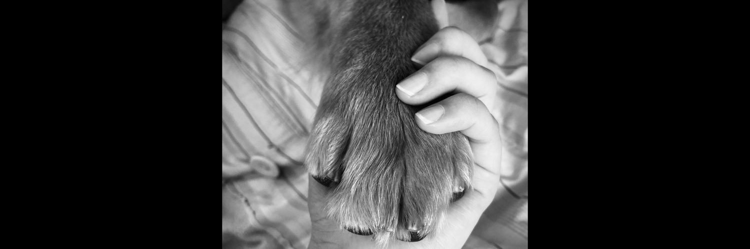 Daniela🤍 banner