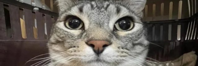 TylerAdem's profile banner image