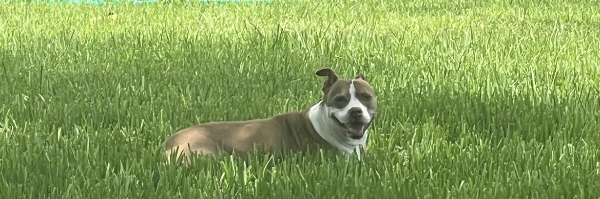mrsbozyk's profile banner image