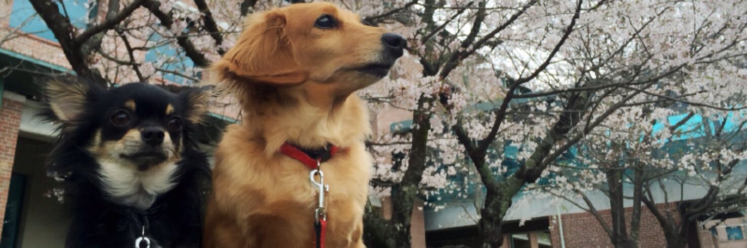 hama_bang's profile banner image