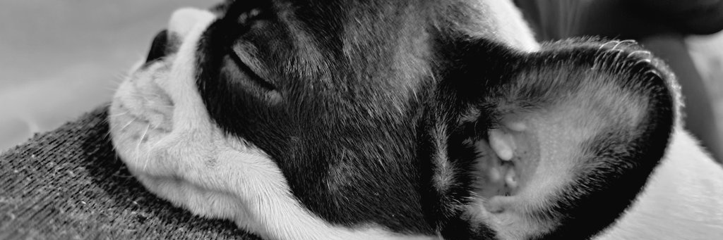 _fguarino's profile banner image