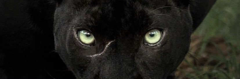 _jacqueline_x's profile banner image
