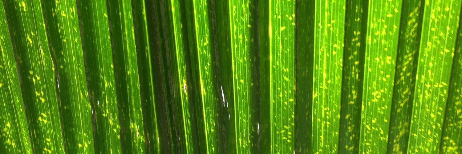 lizzi__'s profile banner image