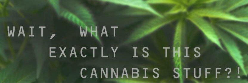 TheCannaFactory's profile banner image