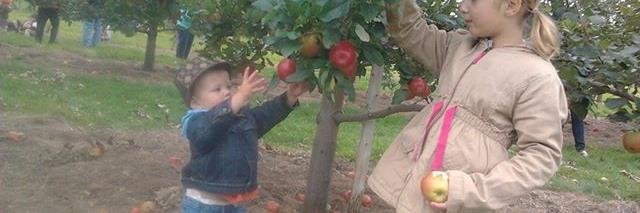 Jillian Shealy banner