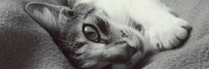 AndreSewald's profile banner image