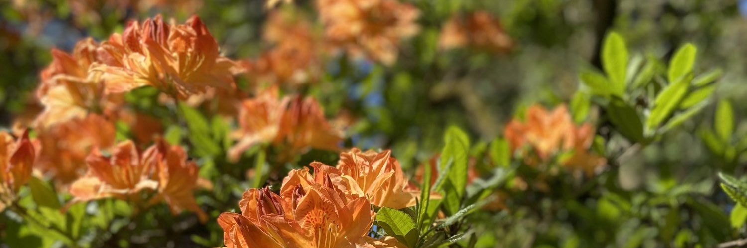 Jan van Veelen banner