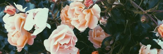 rrmsxo's profile banner image