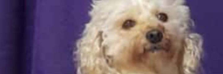 negra5261's profile banner image
