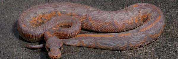 JHBReptiles Profile Banner