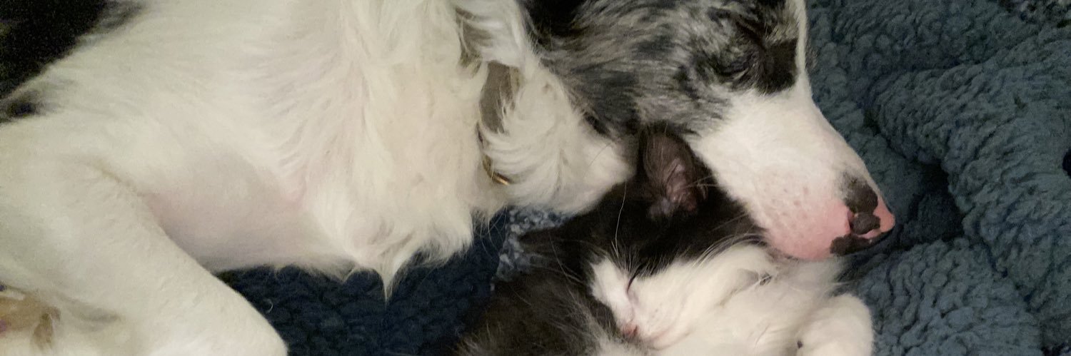 tbells15's profile banner image