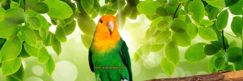 AviarioCopito's profile banner image