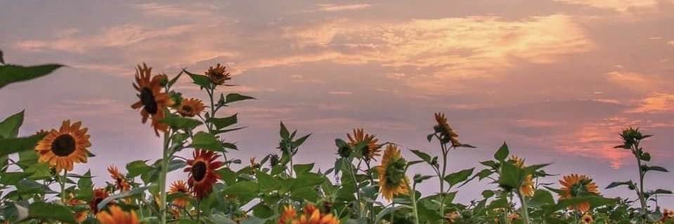 _anabaee_'s profile banner image