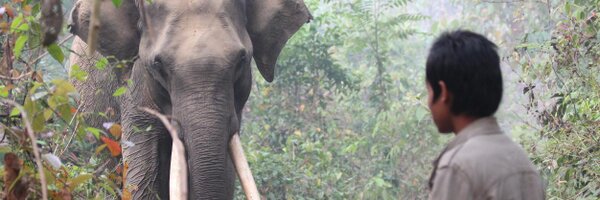 MyanmarElephant Profile Banner