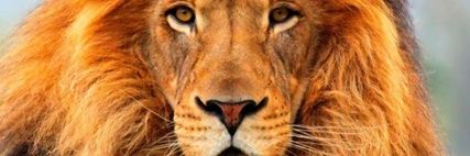 Malcolmist AFCON Champ 🇸🇳 banner