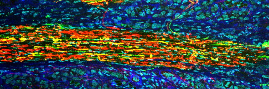 Shivani Ruparel banner