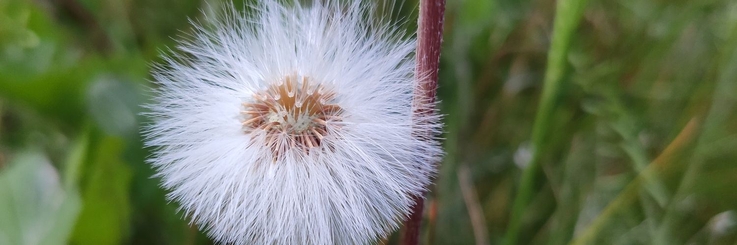 Sara Callaghan 💙🏴󠁧󠁢󠁳󠁣󠁴󠁿✌️🏳️‍⚧️🇵🇸 banner