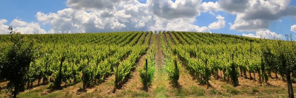 Fonzone_winery banner