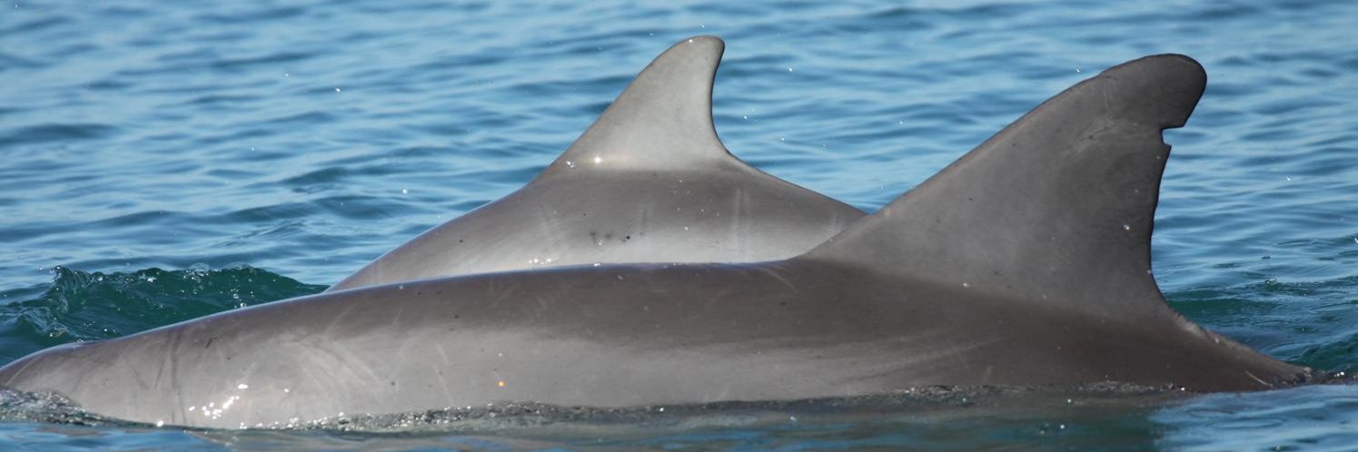 Shark Bay Dolphin Research Project banner