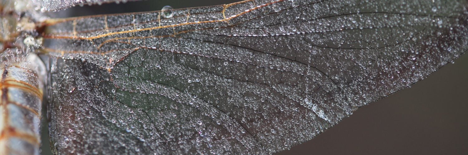 NaturallySteve's profile banner image