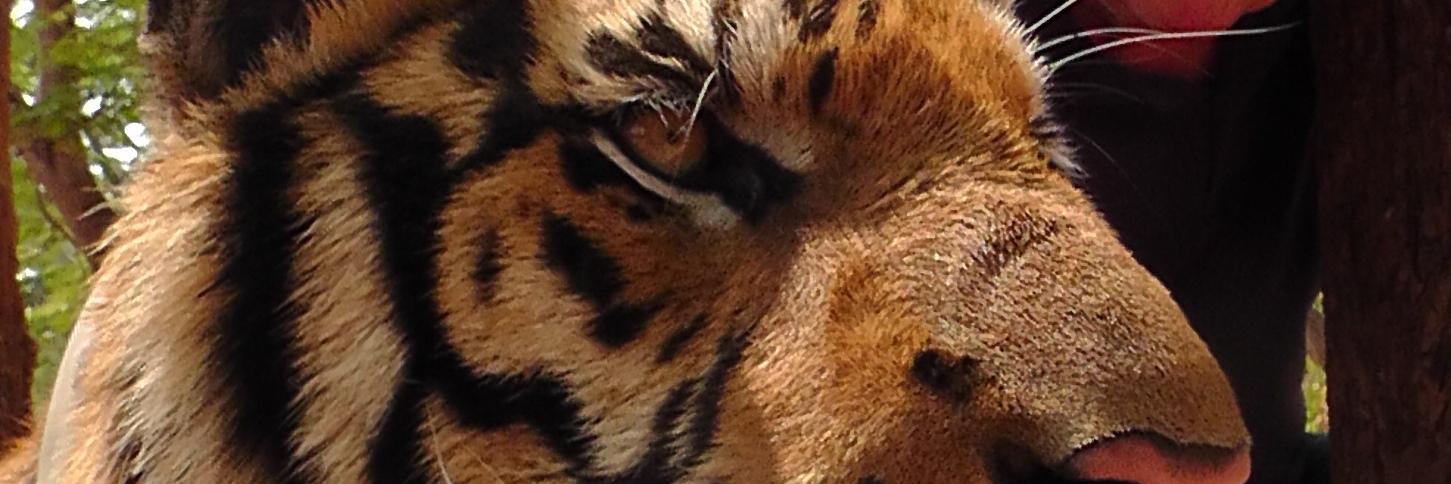 Marsides nec plus ultra MAGA banner