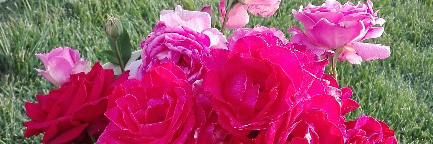 Lali_Geo's profile banner image