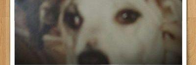 annalisavozza's profile banner image