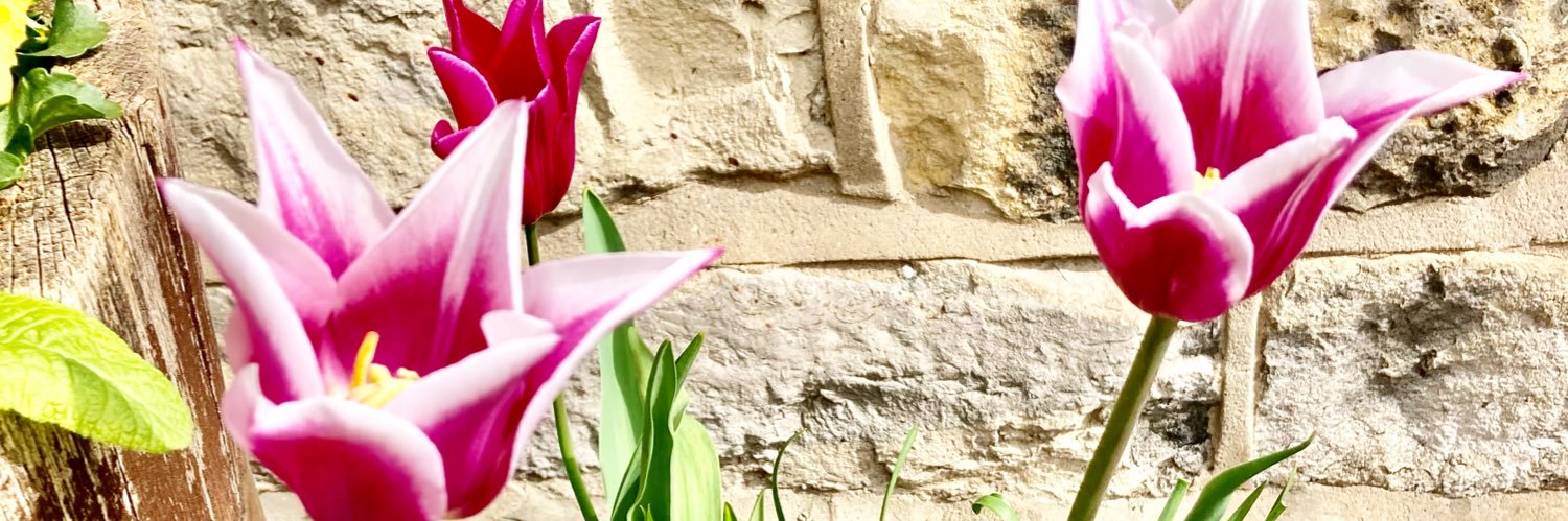 mapenonia's profile banner image