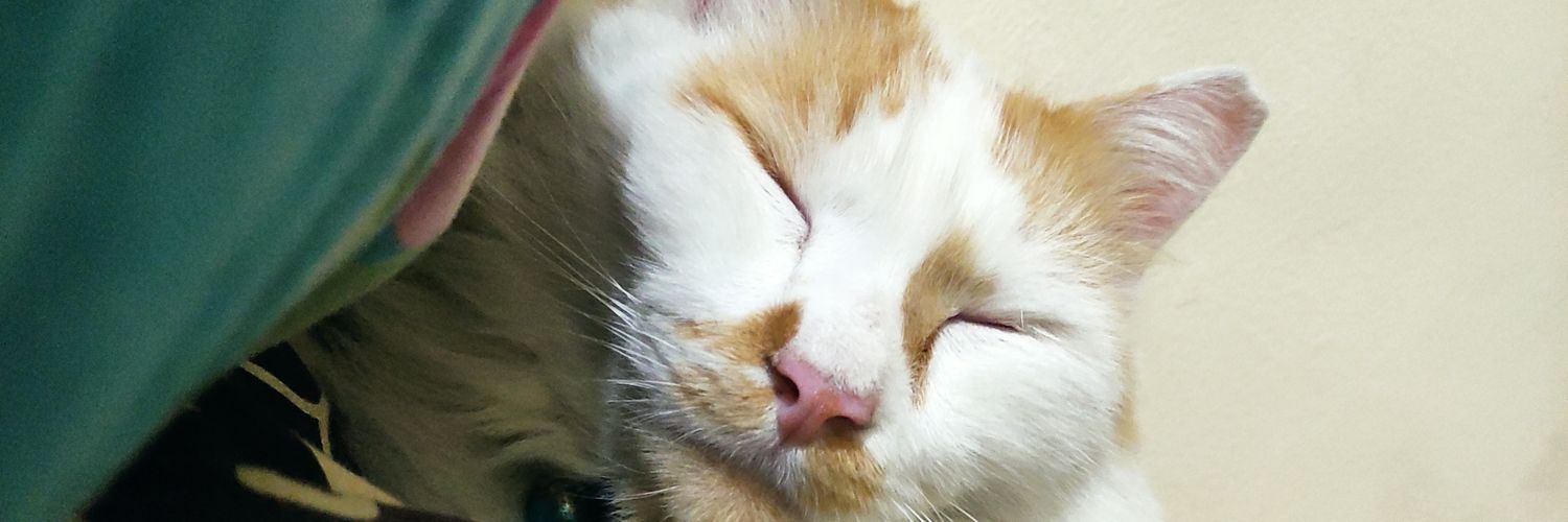 leeyachubby's profile banner image