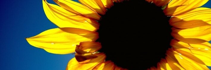 kelpetranoff's profile banner image