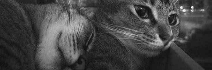 feelxia's profile banner image