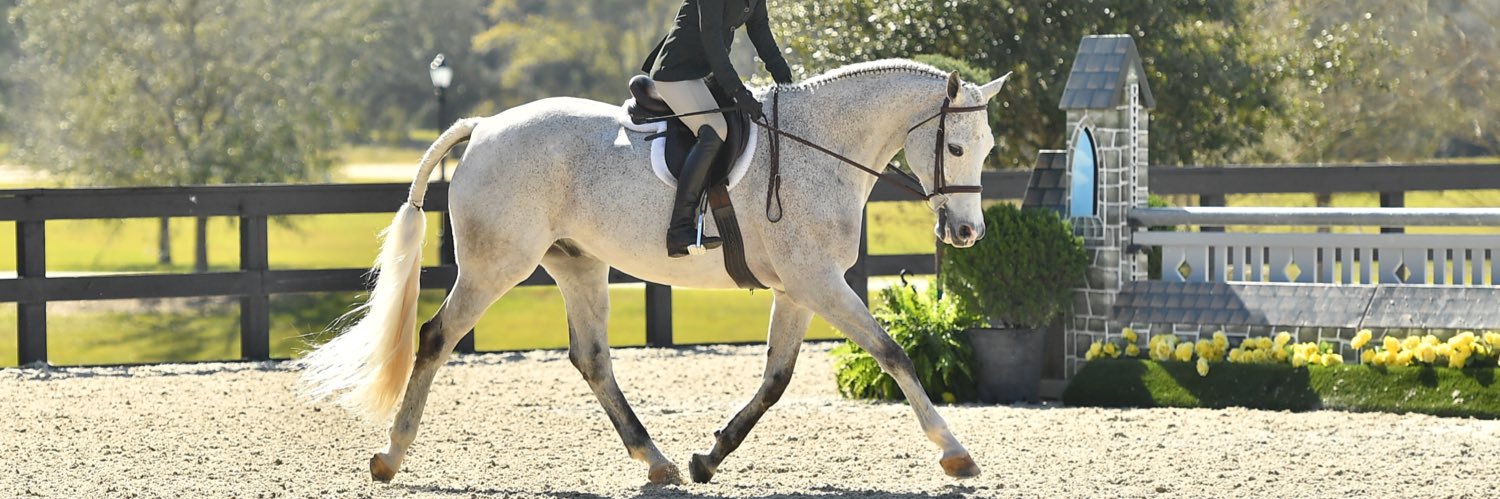 TrakehnerEq's profile banner image