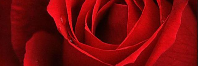 gulsumon's profile banner image