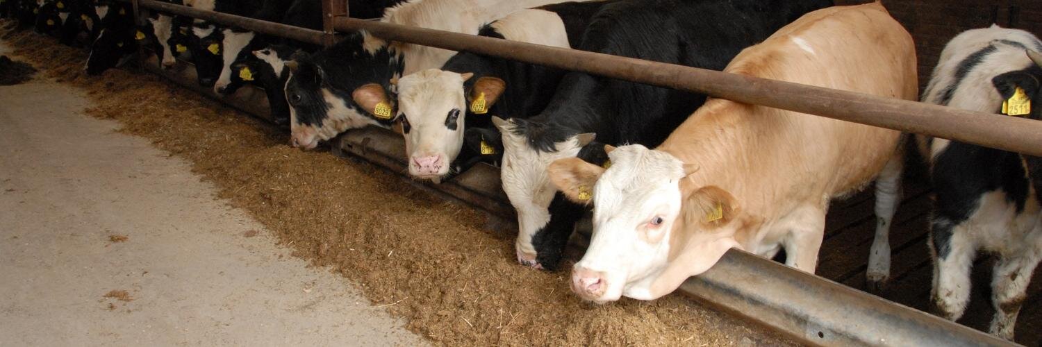 CleveringJan's profile banner image