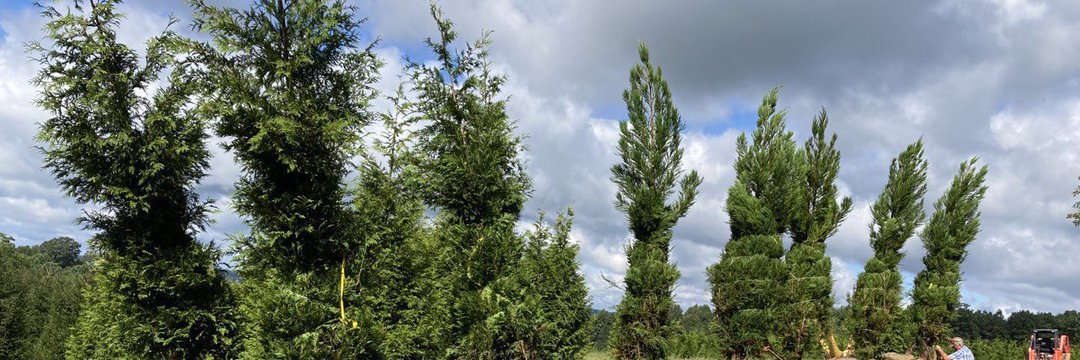 Dr Daniel Macintosh banner