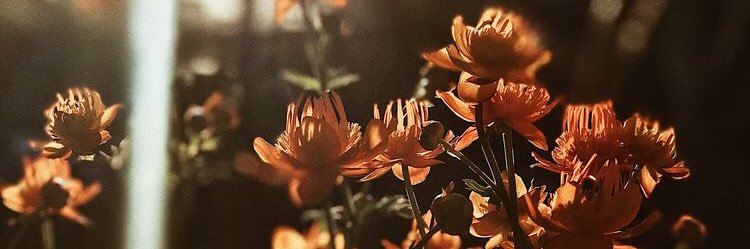 asmaraayu's profile banner image