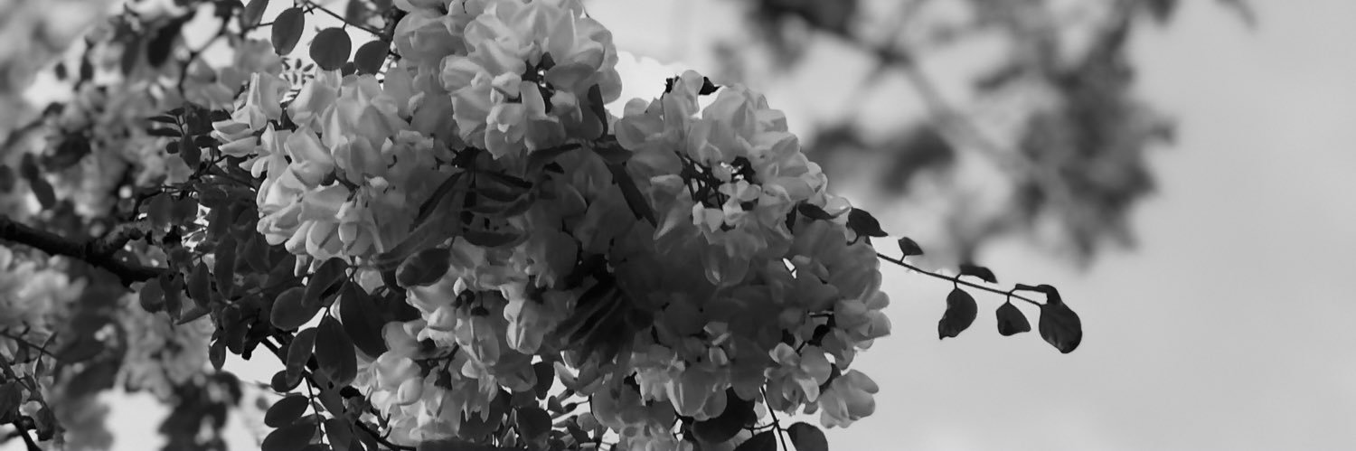 ayseabnz's profile banner image