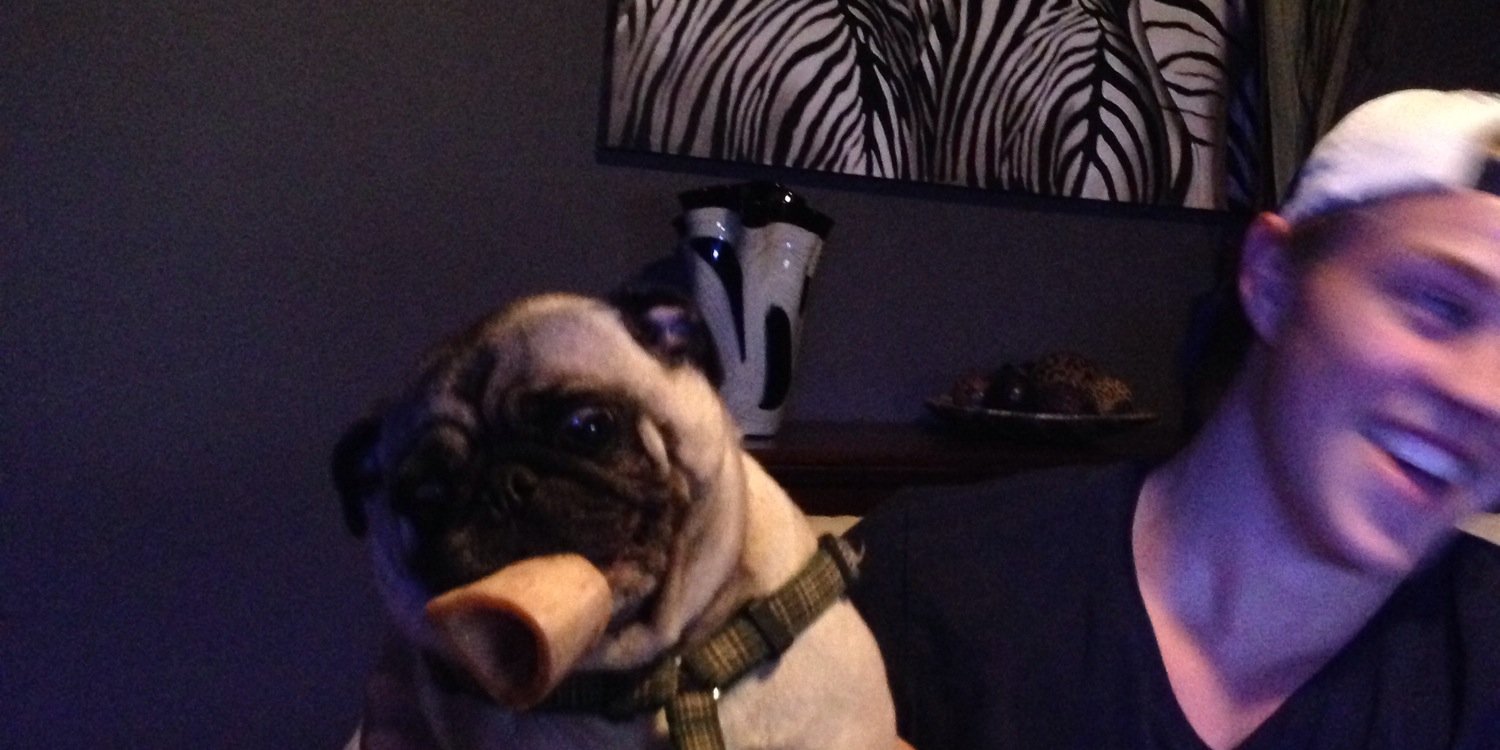 ilikepugdaily's profile banner image