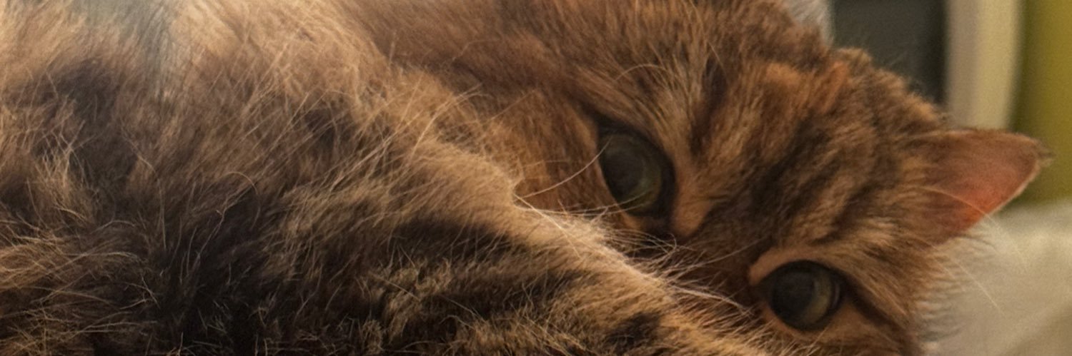 alo2aaa79's profile banner image