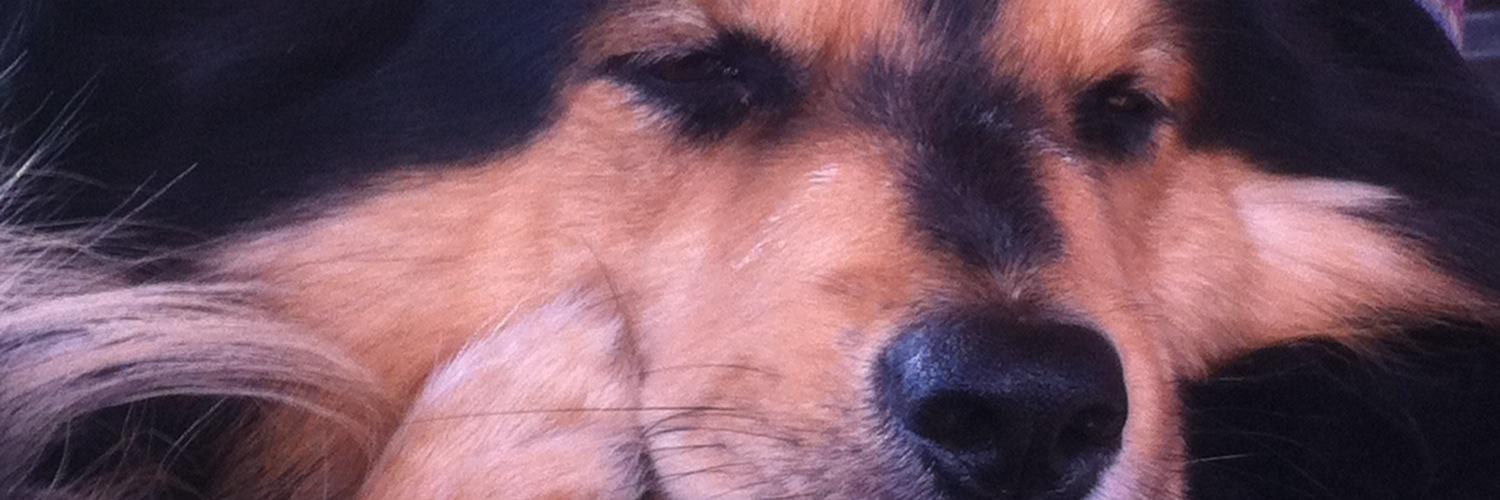 AnnuloidiG's profile banner image
