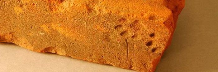 שונרתא בשם תבהלה banner