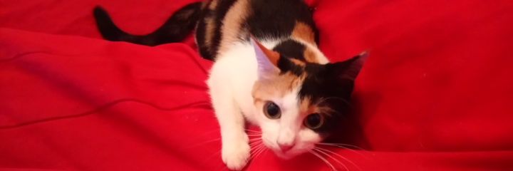 __Pili__'s profile banner image