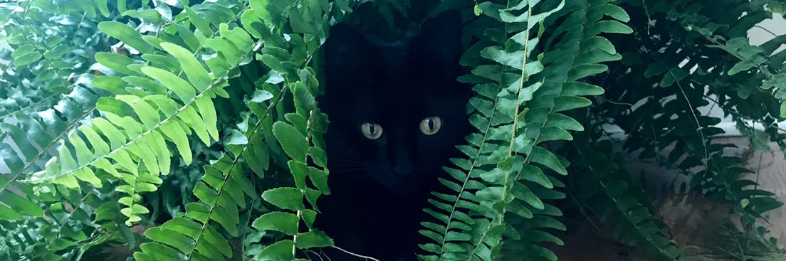 Courtney Farrell banner