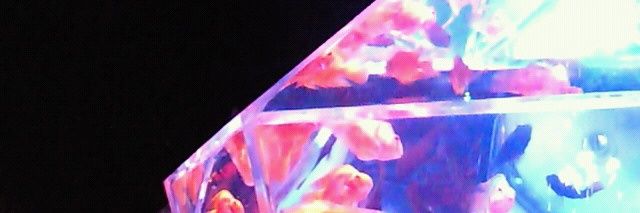 ngcojp's profile banner image