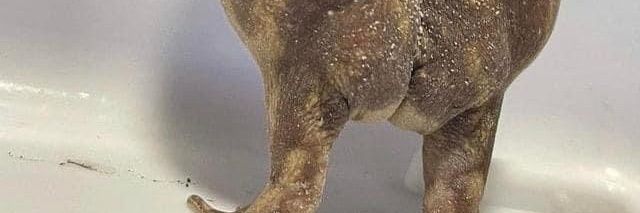 Merely Moonroach banner