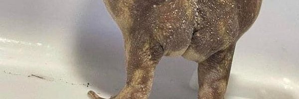 cardinality Profile Banner