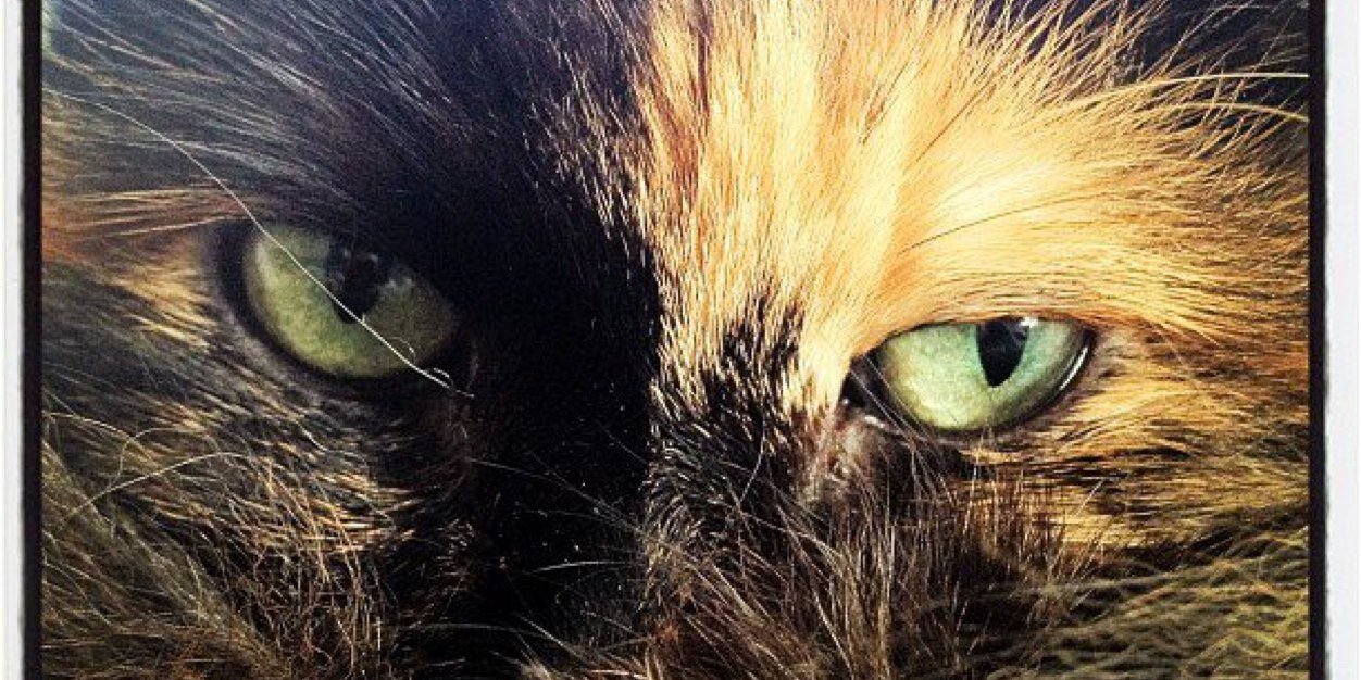 Betty_Mocker's profile banner image